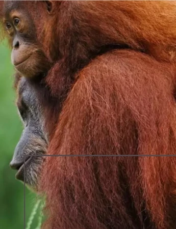 Orangutan Sumatran Ground Coffee 200g 2.jpg