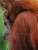 Orangutan Sumatran Ground Coffee 200g 2.jpg
