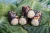 Lazyday Mini Vic the Caterpillar Gluten, Milk & Egg Free + Vegan Cakes 4 x 50g 2.webp