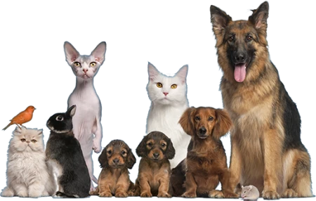 Dogs Cats etc 1.png
