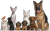 Dogs Cats etc 1.png