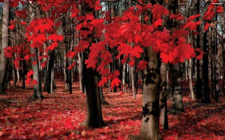 Maple Trees (2).jpg